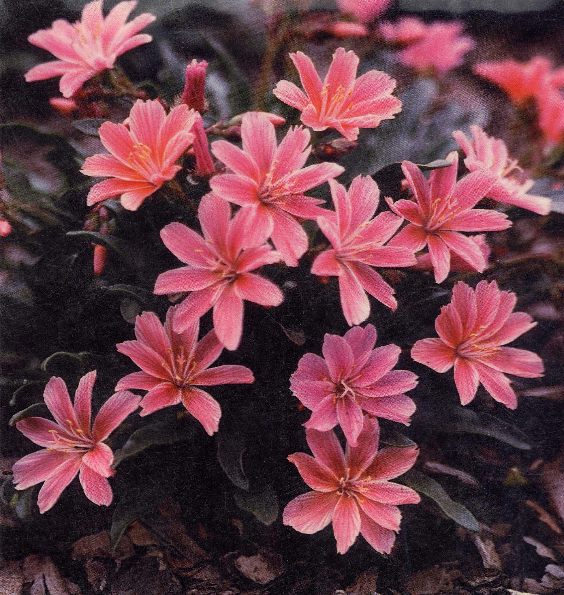Lewisia 'Little Plum' - Potte 1 liter