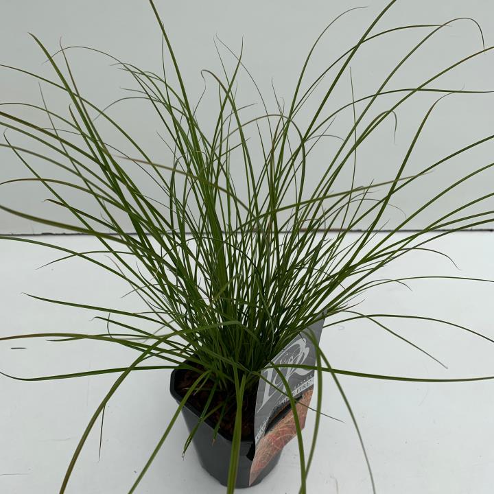 Star 'Prairie Fire' - Potte 1,0 liter