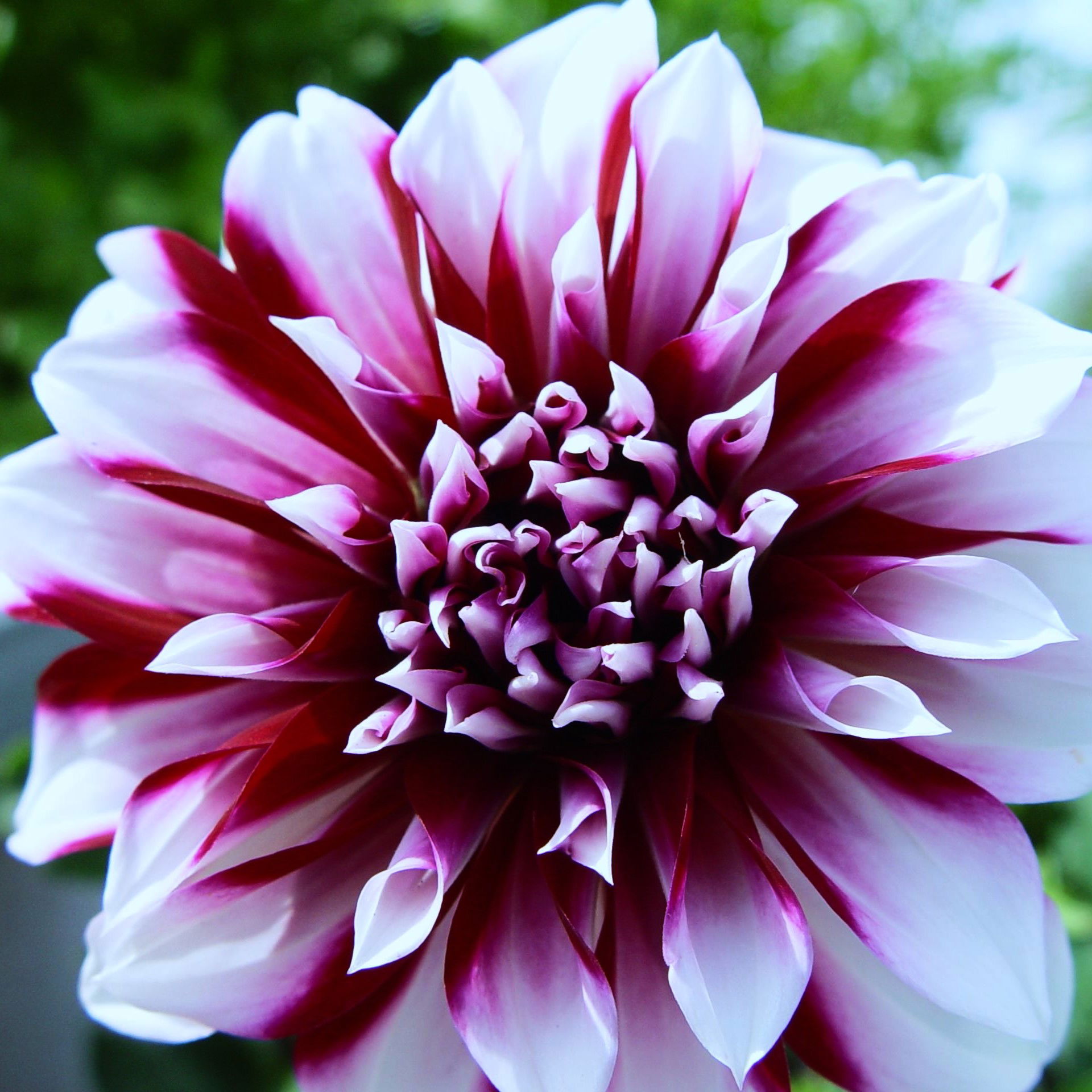 Dahlia Tartan