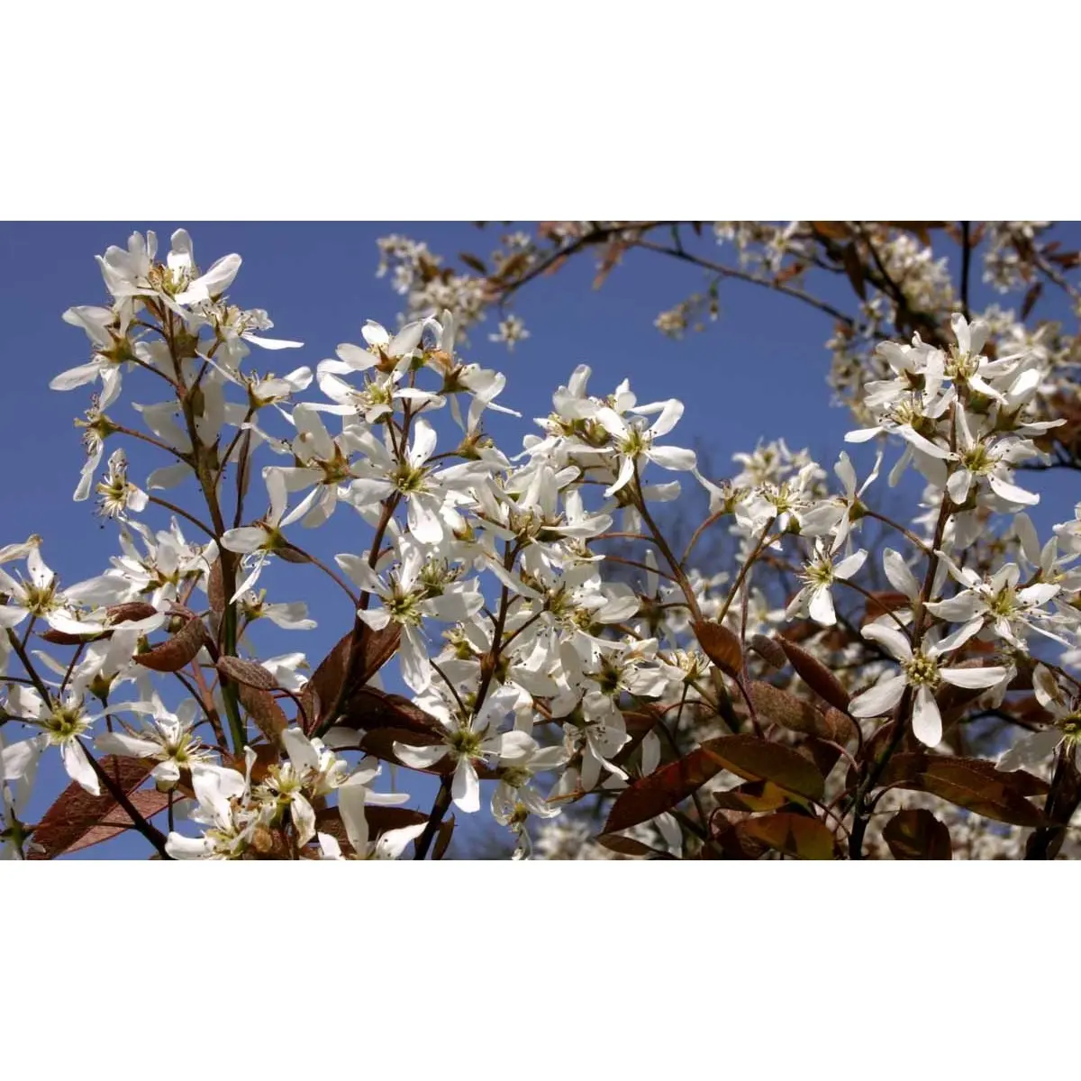 Træagtig Bærmispel &apos;Robin Hill&apos;