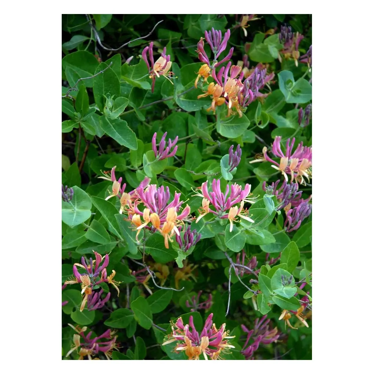 Kaprifolie heckrottii