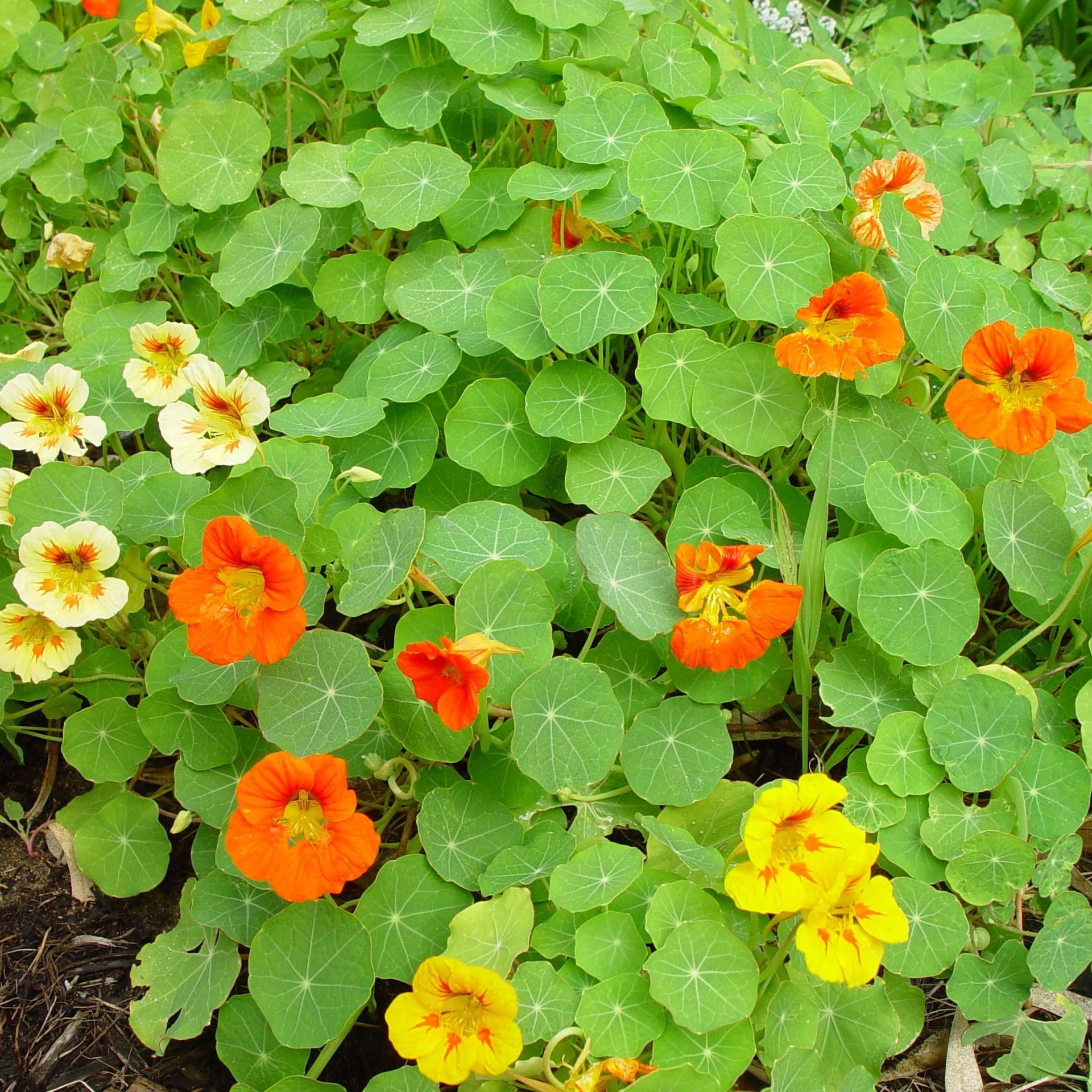 Slyngblomsterkarse Mix Big Pack