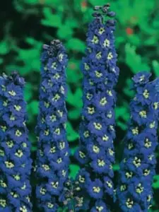 Delphinium pacific-hybrid Blue Bird, Ridderspore Blue Bird, Populærnavn:&amp;#160; Ridderspore Placering:&amp;#160; Fuld sol - i almindelig havejord. Blomstring:&amp;#160; Juli-august Farve:&amp;#160; blå Højde:&amp;#160; 180 cm Anvendelse:&amp;#160; I st