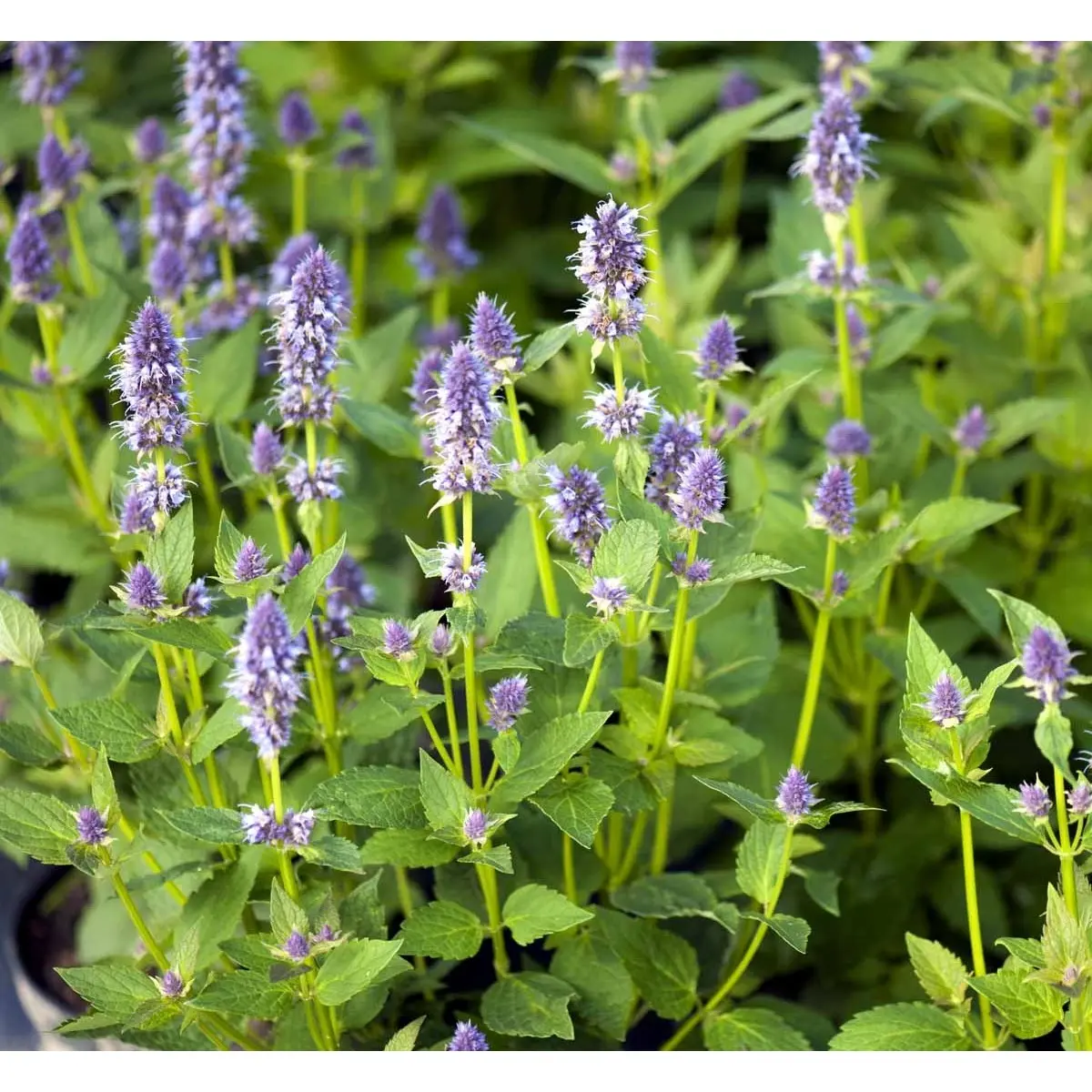 Anis Isop &apos;Blue Fortune&apos;