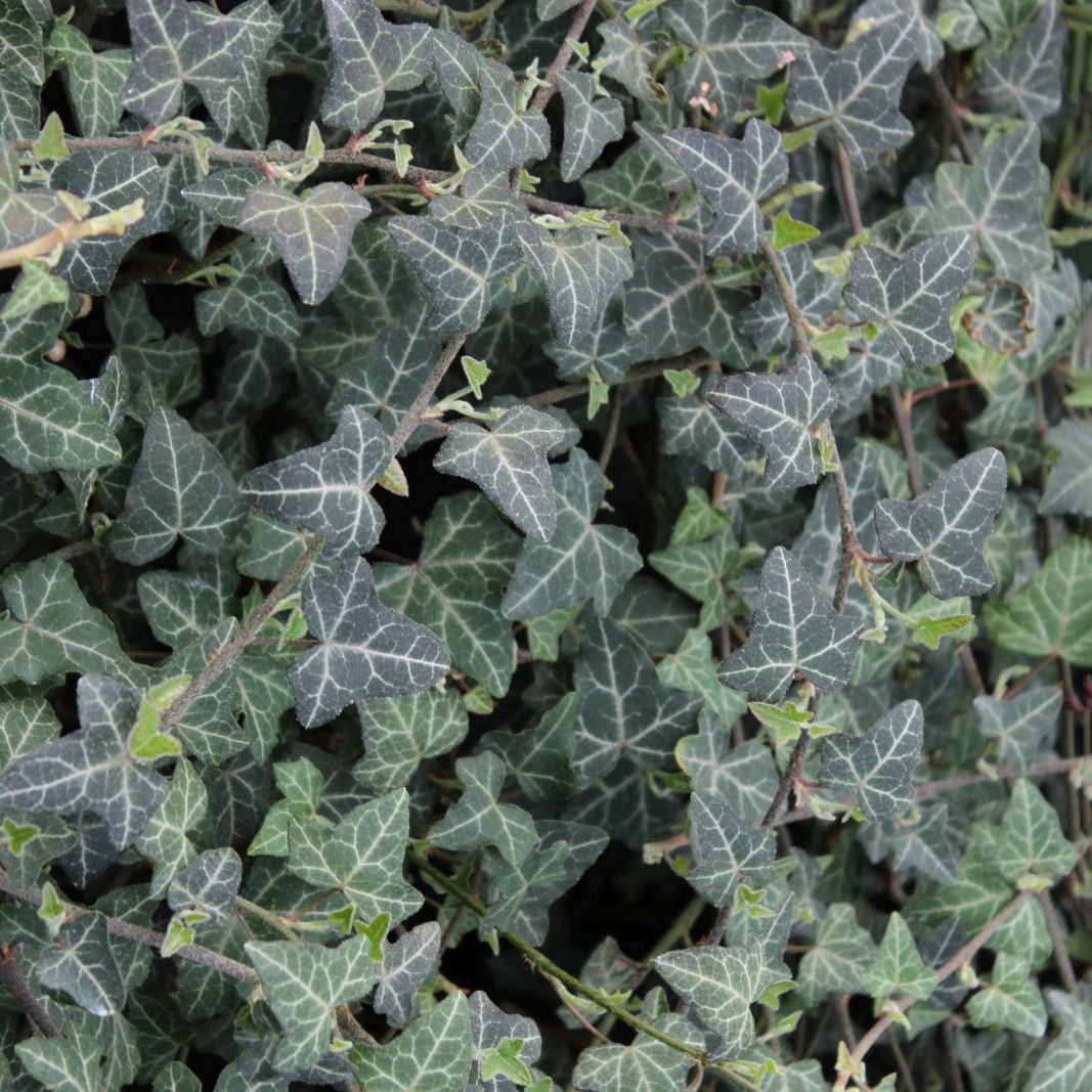 Småbladet Efeu Plattensee