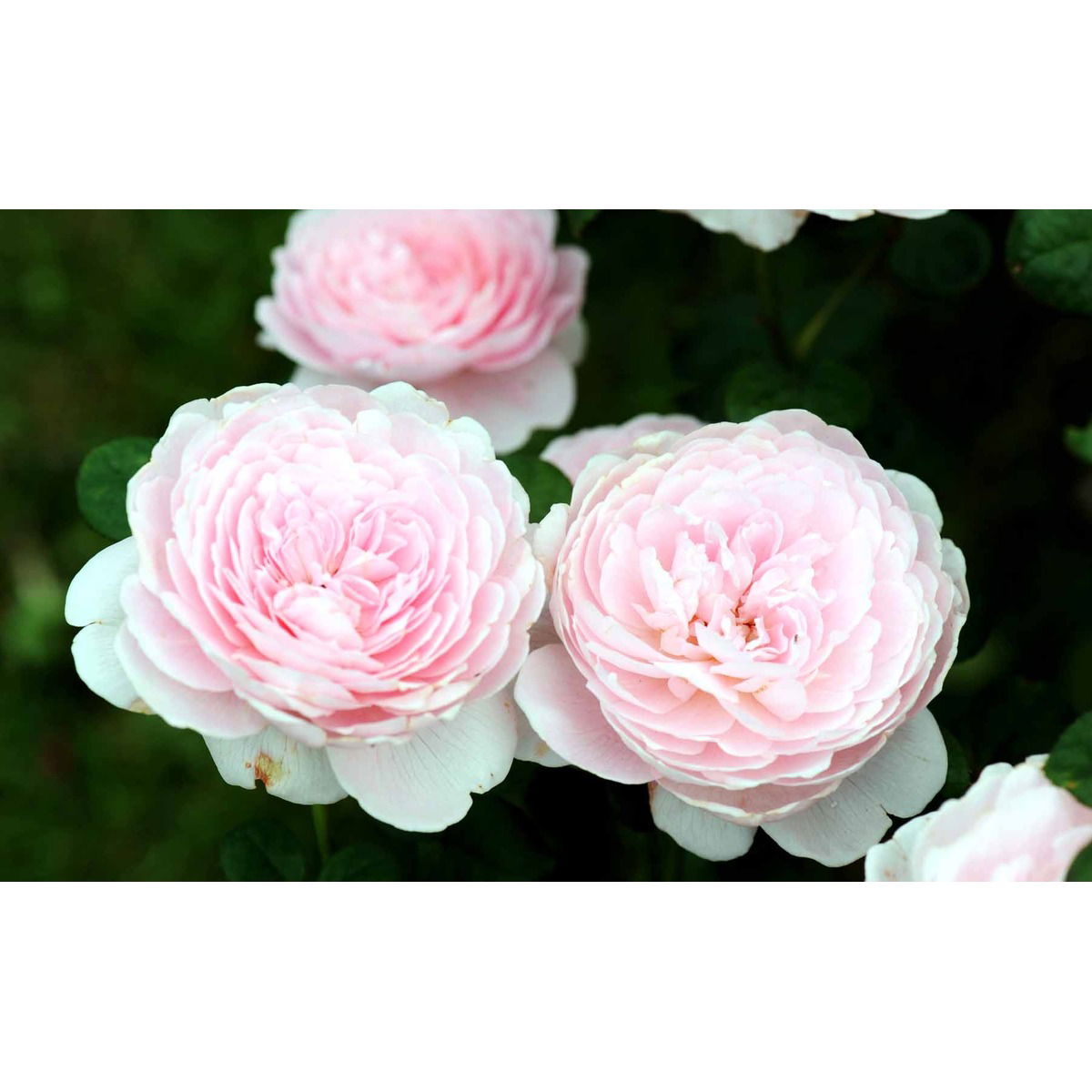 &apos;Queen of Sweden&apos;