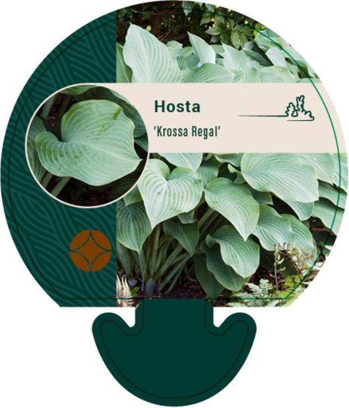Funkia 'Krossa Regal' - Potte 0,8 Liter