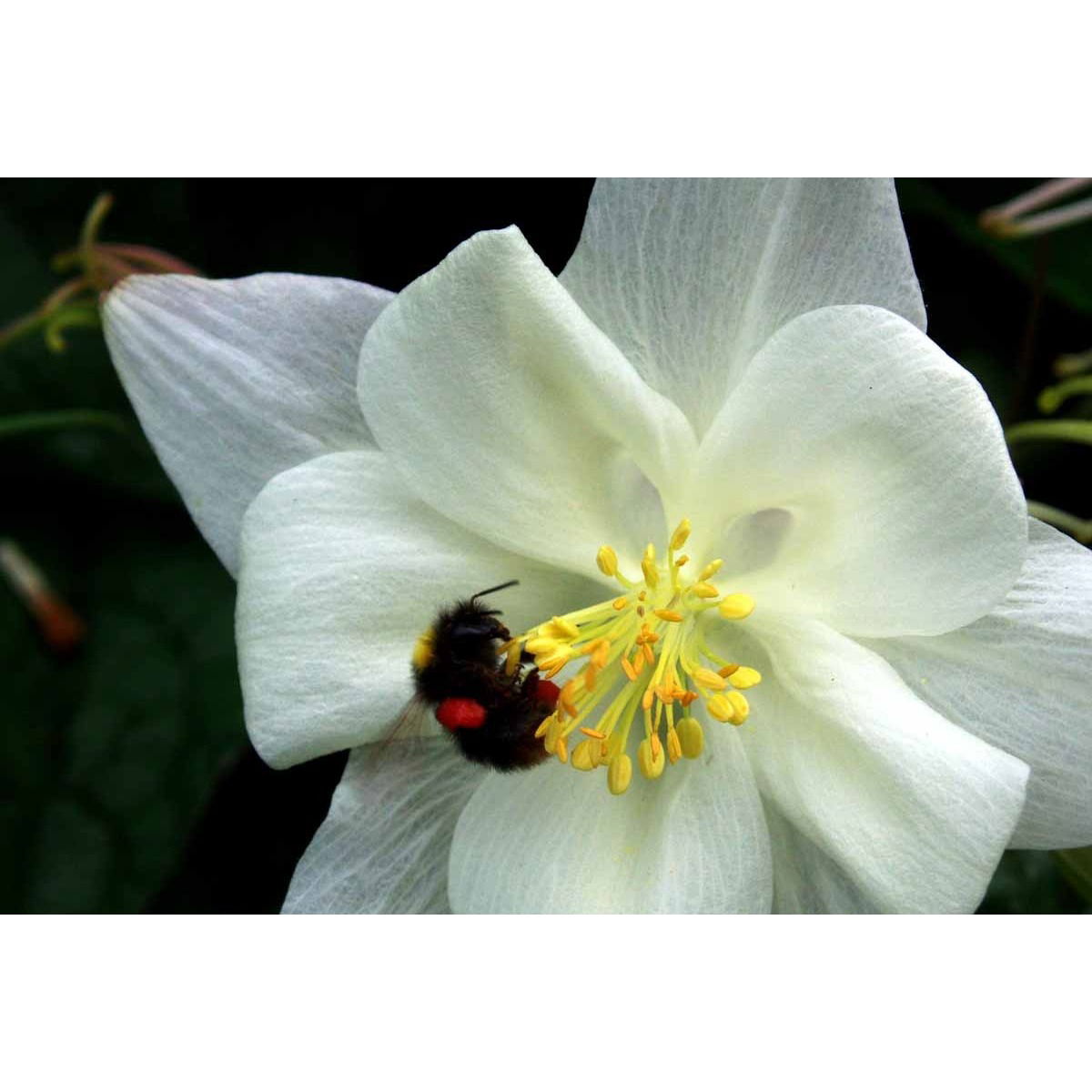 Langsporet Akeleje &apos;Kristall&apos;