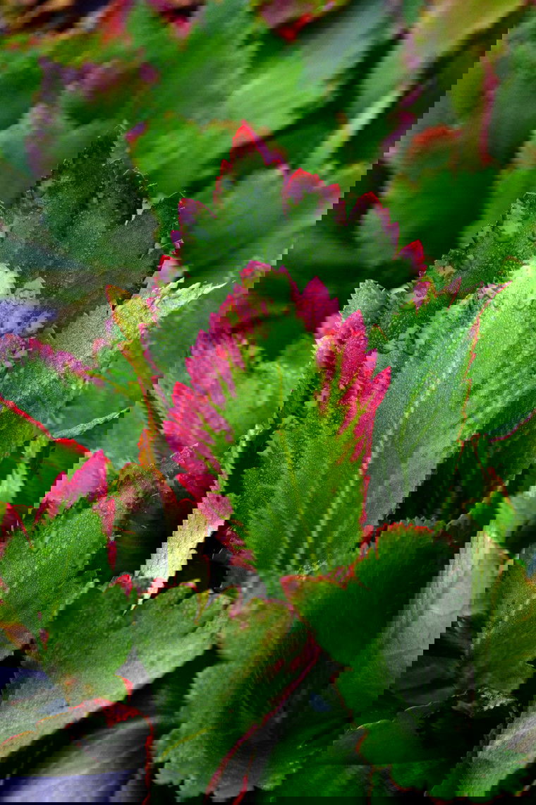 Kæmpestenbræk hybrid &apos;Nova Flame&apos;