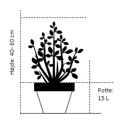 Hortensia Endless Summer Bloomstar Blue