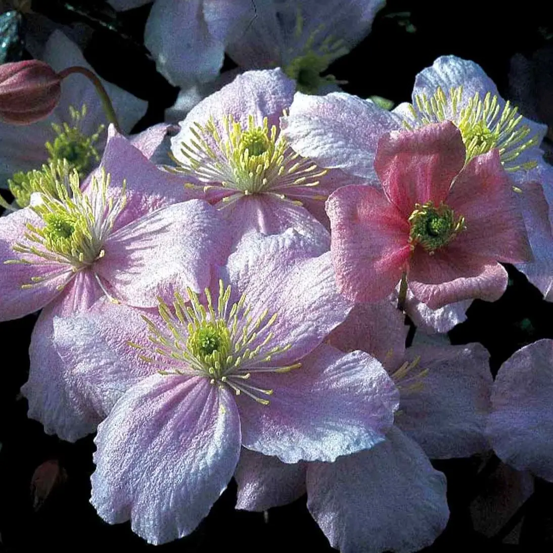 Bjerg-Skovranke Mayleen