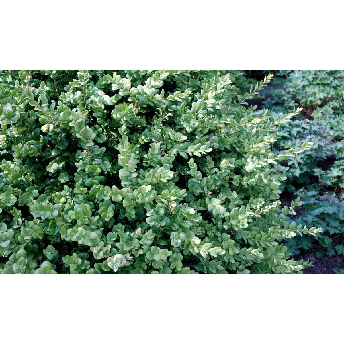 Buksbom &apos;Rotundifolia&apos;