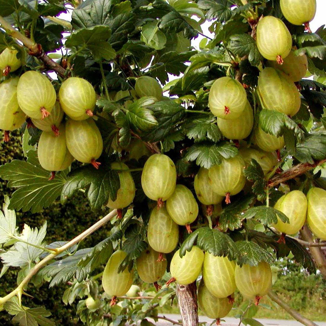 Stikkelsbær Invicta