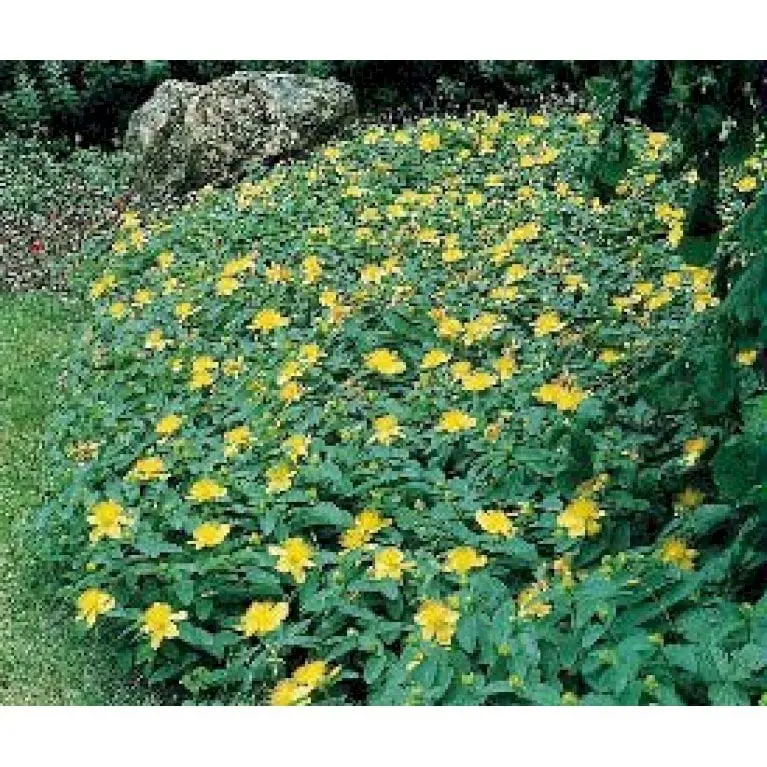 Storblomstret Perikon