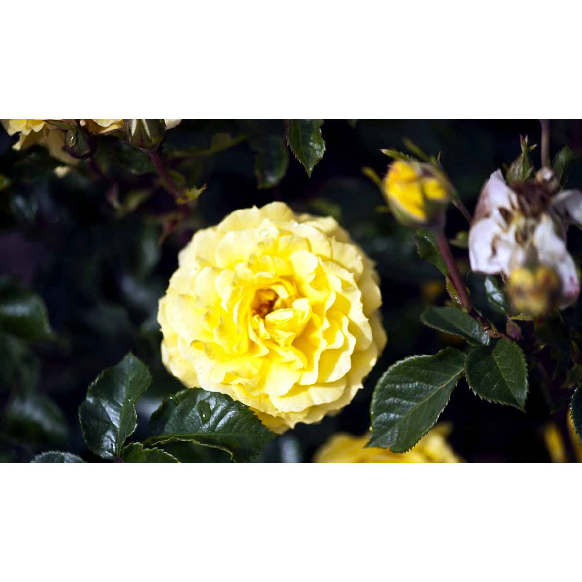 &apos;Viborg&apos;™