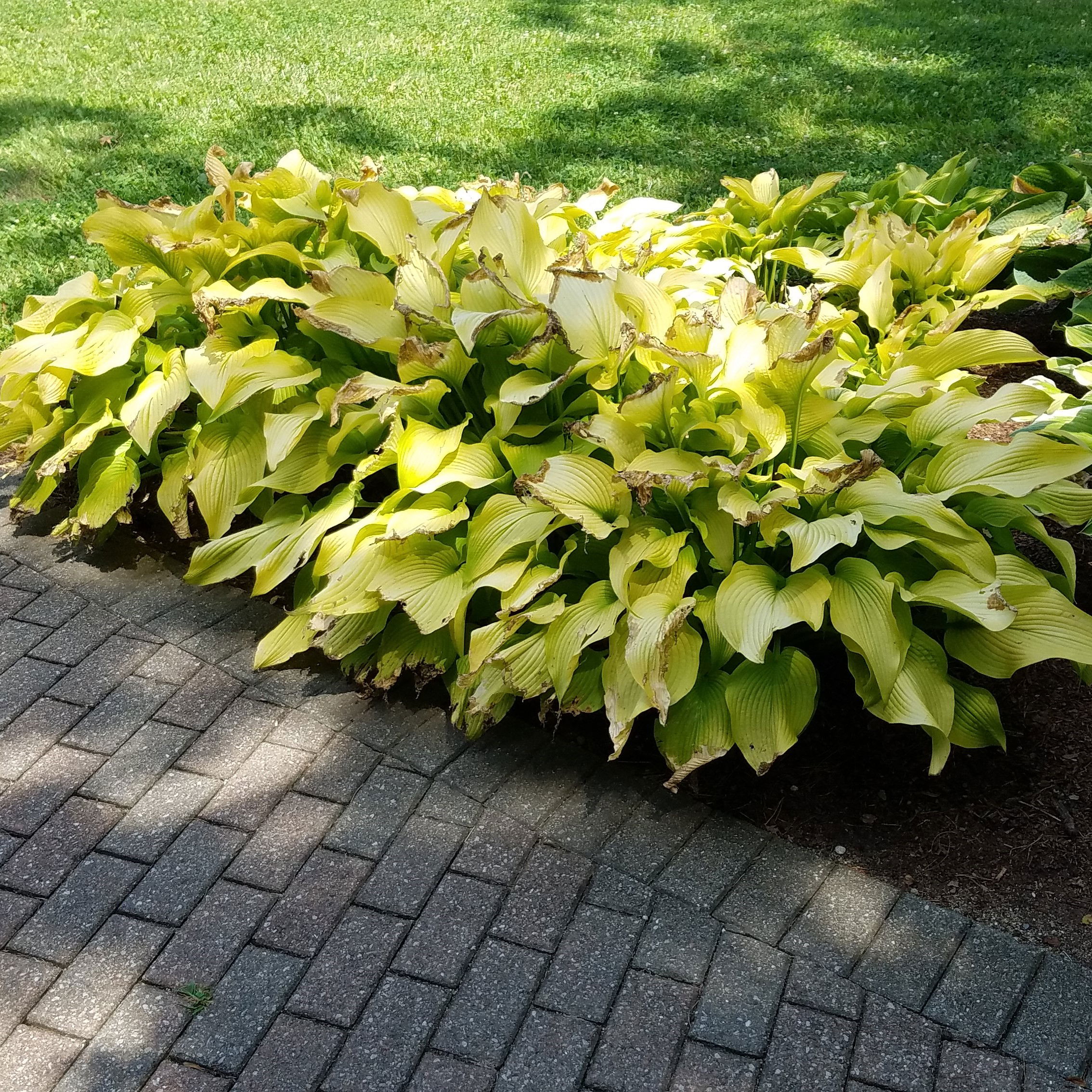 Hosta 'Coast to Coast' - Potte 2,0 liter