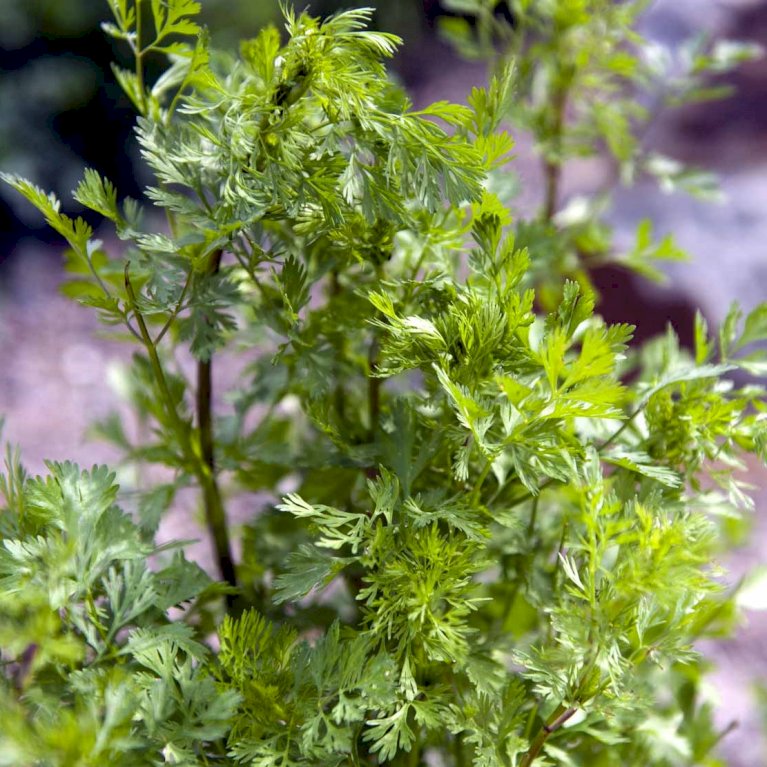 Koriander 'Marino' Øko