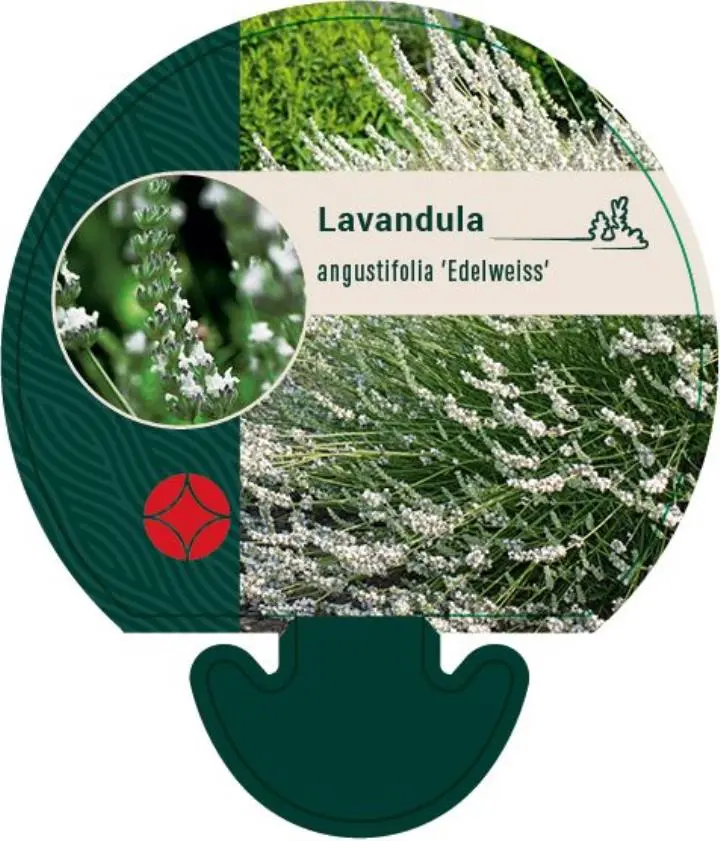 Lavendel 'Edelweiss' - Potte 0,8 Liter