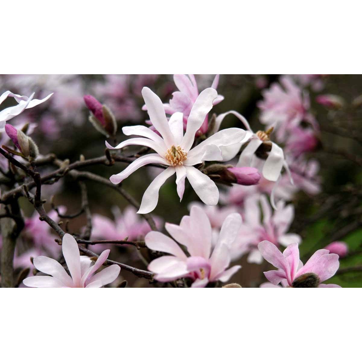 Magnolia &apos;Leonard Messel&apos;