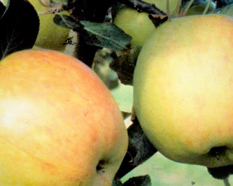 Æble 'James Grieve'