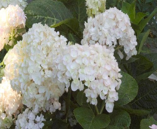Hydrangea endless summer The Bidge, Havehortensia The Bidge, Opret busk. Ca 1 m høj og bred med store Hvide blomster , - blomstrer fra juli-september. Placering i sol -halvskygge i næringsrig let fugtig sphagnumblandet jord. Velegnet som solitær og i grup