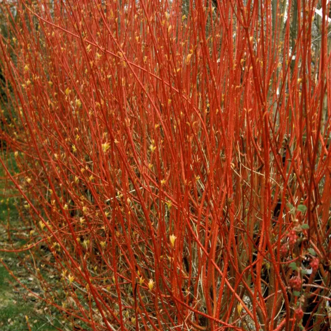 Rødgrenet Kornel Sibirica
