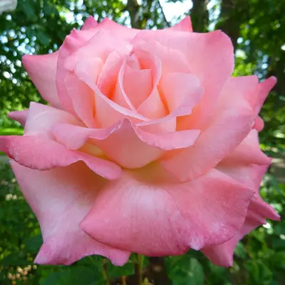 Storblomstrende Rose