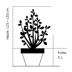 Stedsegrøn Klematis 'Apple Blossom'