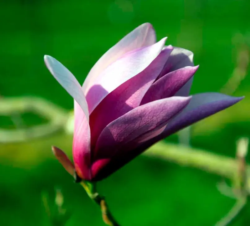 Magnolia liliiflora &apos;Susan&apos;