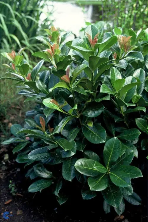 Prunus laurocerasus Etna, Kirsebærlaurbær Etna, Stedsegrøn bladplante. Bred kompaktvoksende op til 1,5 m høj. Nye blade er bronzefarvede i udspring senere bliver de mørkegønne. Blomstrer i april måned med små hvide blomster. Kirsebærlignende bær fremkomme