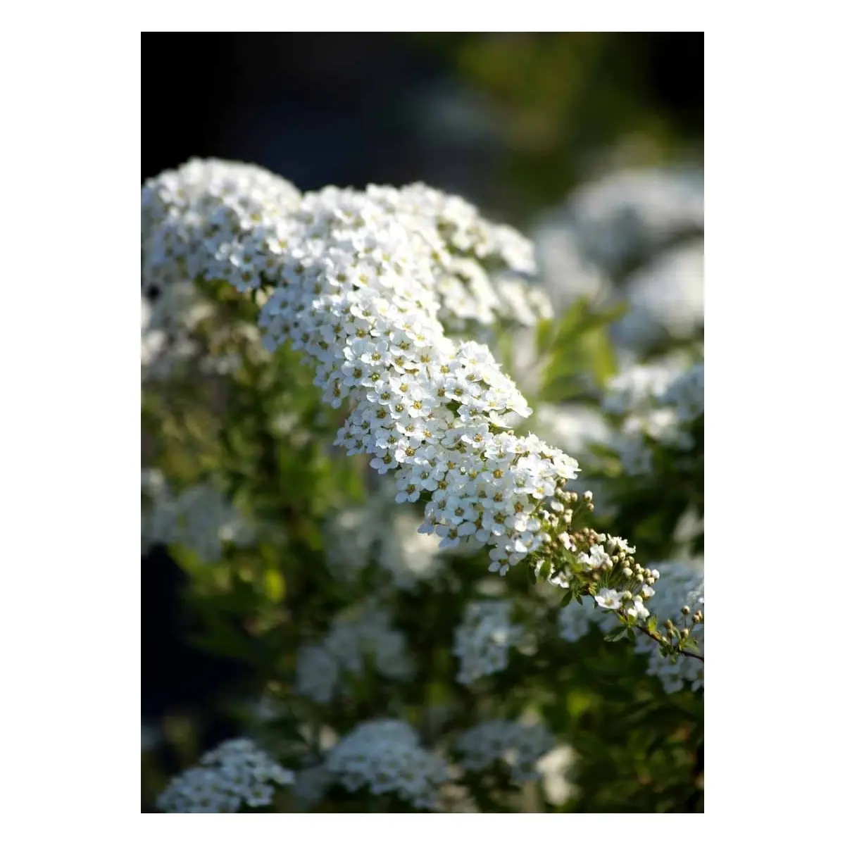 Snedrivebusk 'Grefsheim'