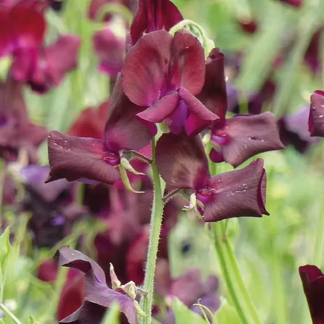 Ærteblomst 'Spring Sunshine Burgundy'