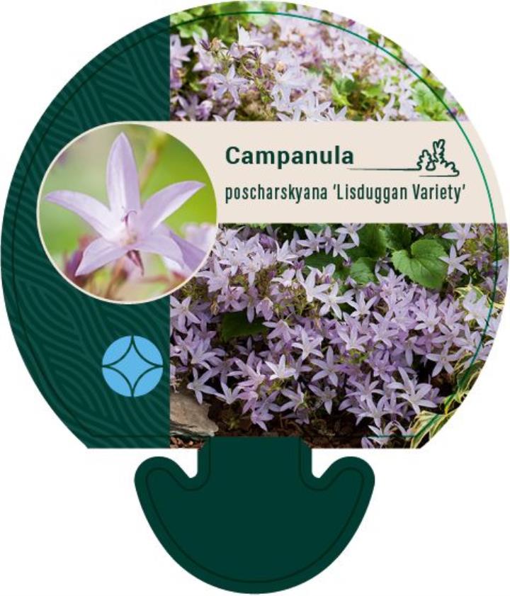 Stjerneklokke 'Lisduggan Variety' - Potte 0,8 Liter