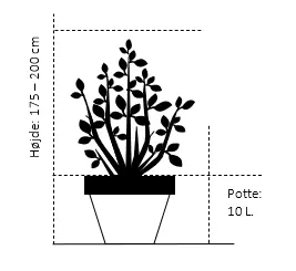 Rødbladet Spidsløn
