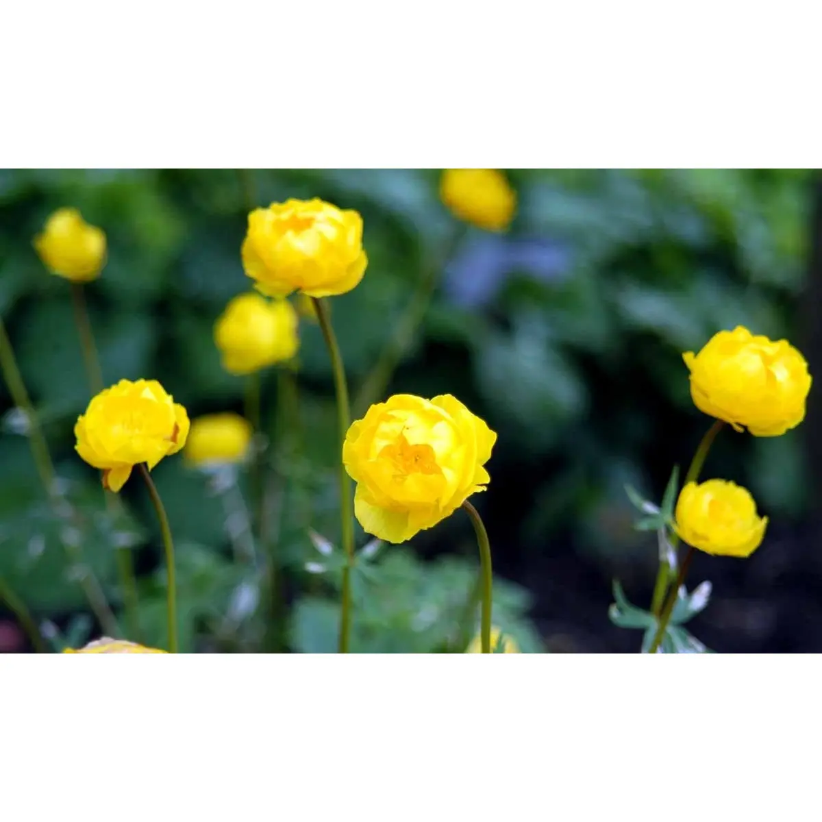 Engblomme - Potte 1 liter