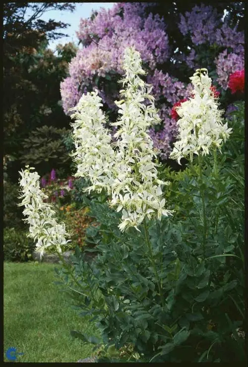 Gasplante 'Albiflorus' - Potte 1 liter
