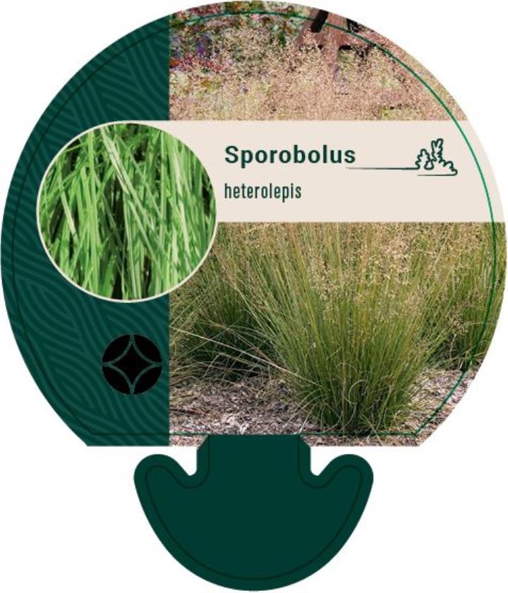 Sporobolus heterolepis - Potte 0,8 Liter