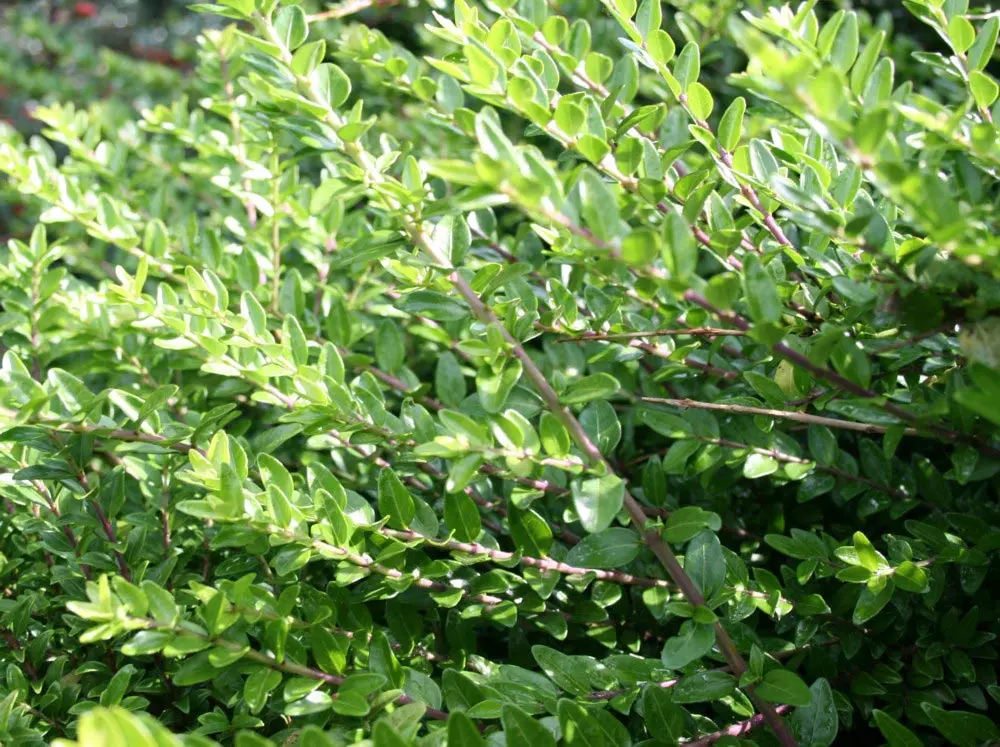 Lonicera nitida Maigrun, Lonicera nitida Maigrun, Beskrivelse: God bunddækkeplante, med tæt bred vækst. Den bliver 40-60 cm høj, og har frisk lysegrønt småbladet løv. Den er stedsegrøn, og altid frodig at se på. God kraftig vækst. Blomst og bær: I maj-jun