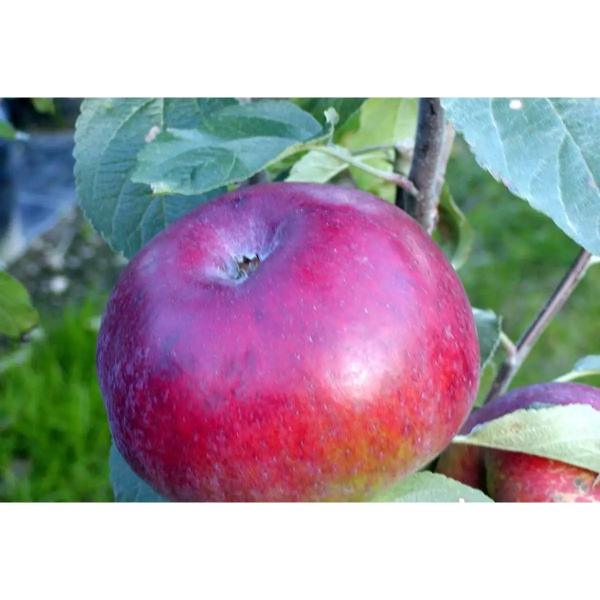 Æble &#39;Lobo&#39; - 4-8 grene, 150-200 cm. Potte 10 liter (A-2)