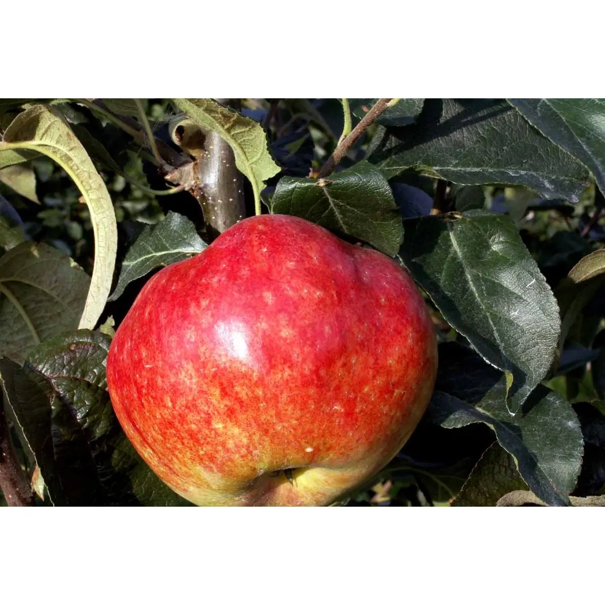 Æble &#39;Katinka&#39; - 4-8 grene, 150-200 cm. Potte 10 liter (A-2)