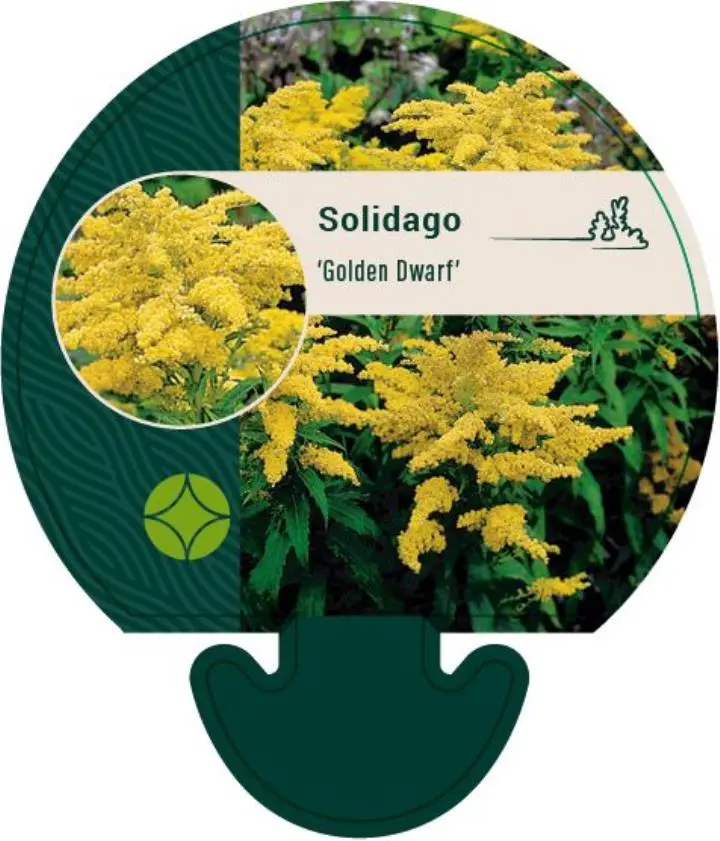 Dværg Gyldenris 'Golden Dwarf' - Potte 0,8 Liter