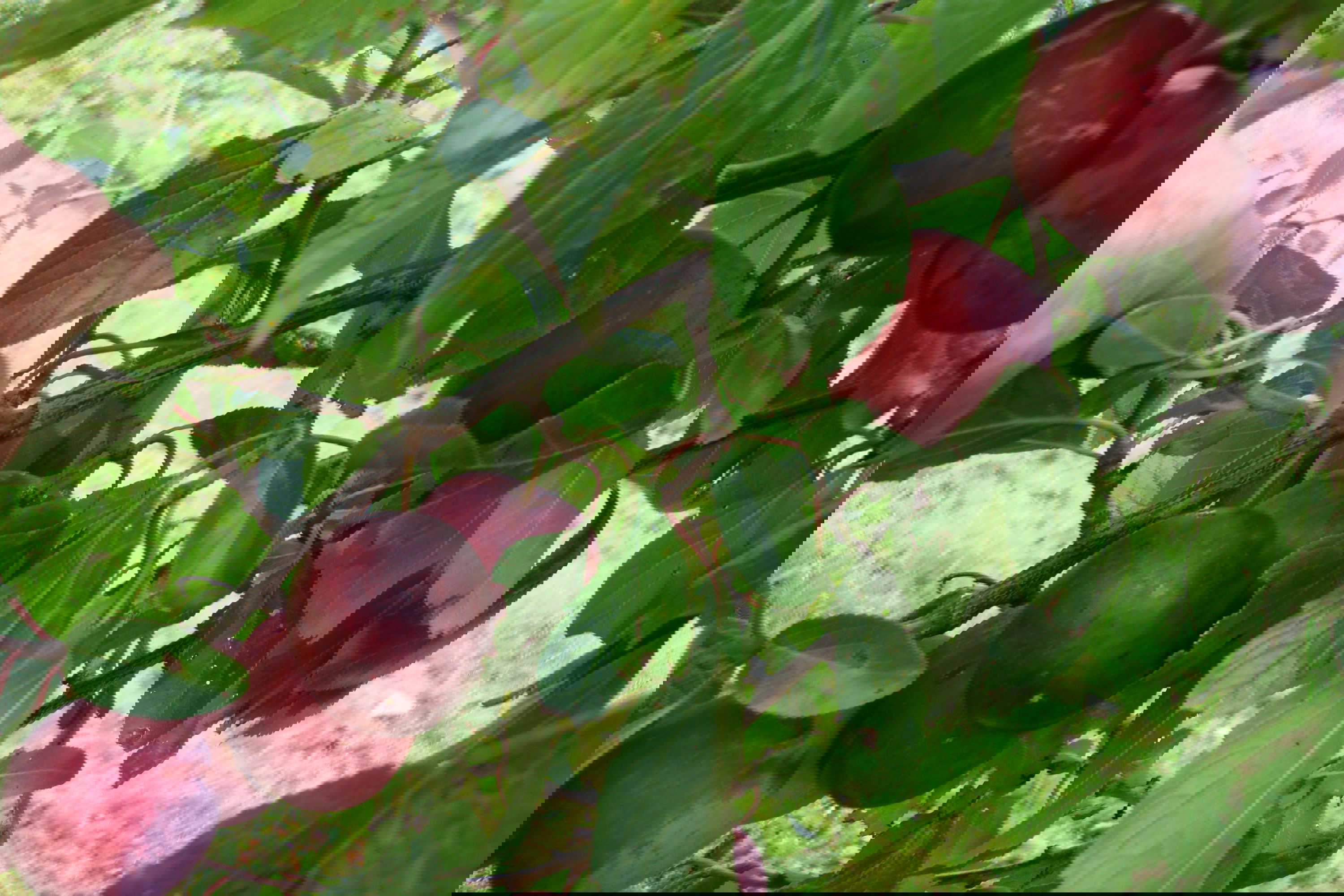 Blomme &#39;Excaliebeur&#39; - Havefrugttræ - A-kvalitet 4-8 grene, 130-170 cm. Potte 10 liter. (S.J.A.)