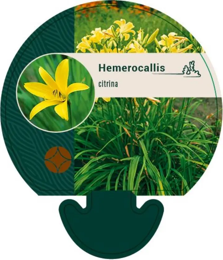 Daglilje citrina - Potte 0,8 Liter
