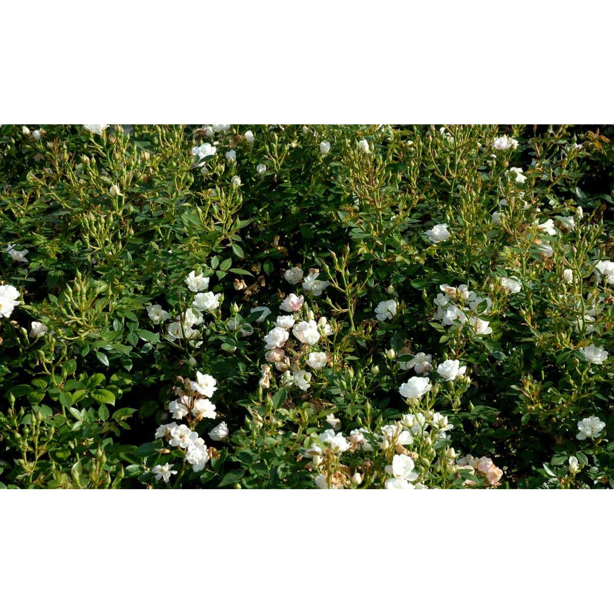 &apos;Tumbling Waters&apos;™