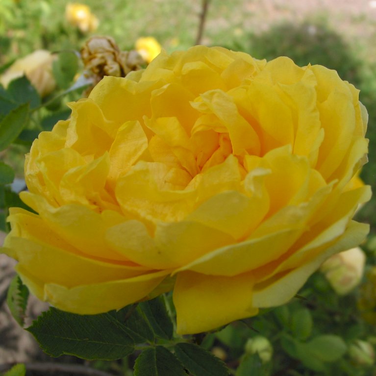 Persian Yellow syn. Persiana