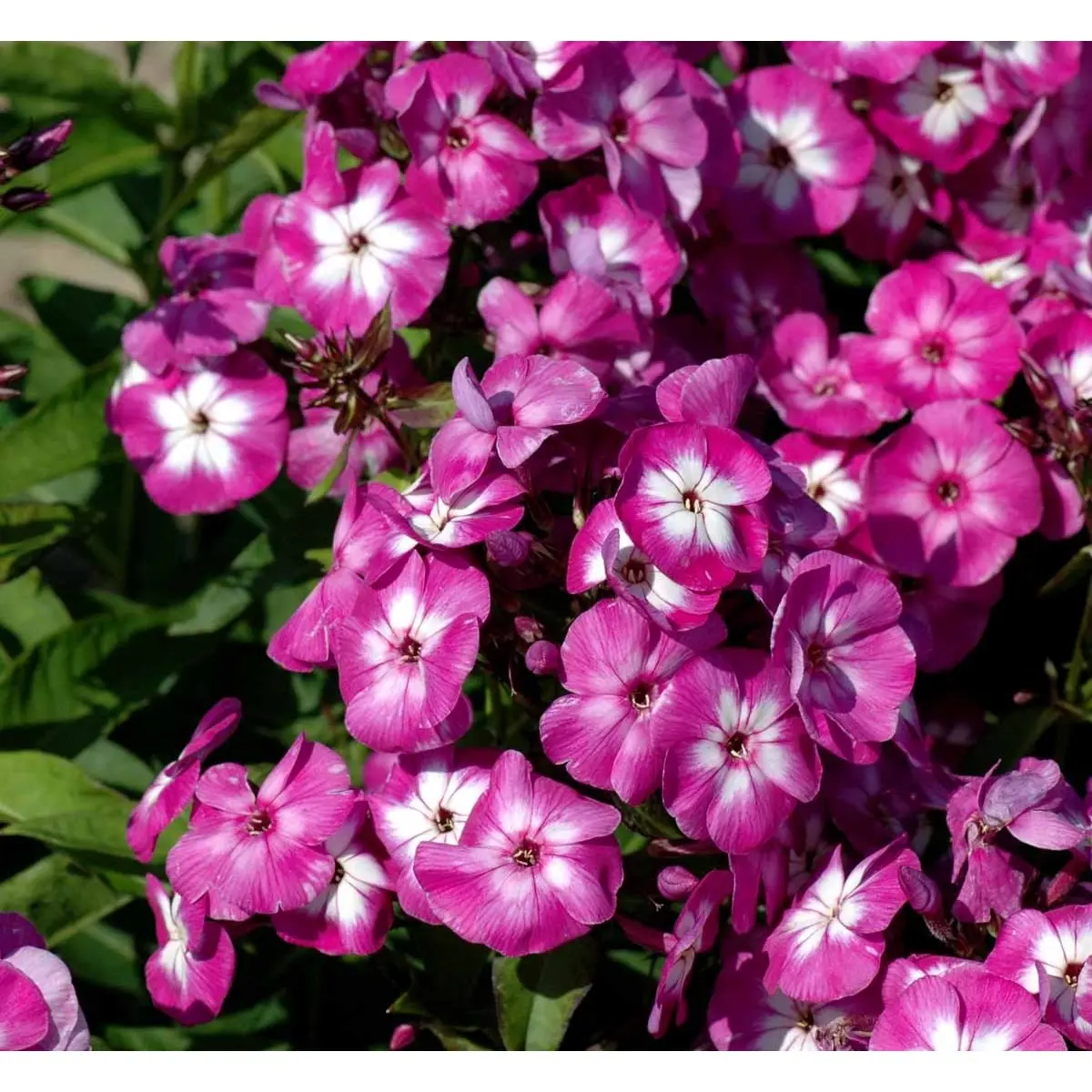 Høstfloks &apos;Laura&apos;