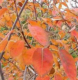 Træagtig Bærmispel &apos;Robin Hill&apos;