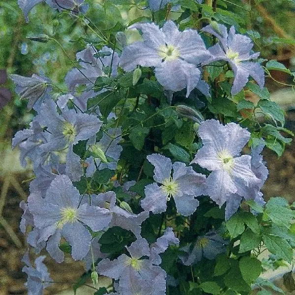 Clematis hybrid Blue Angel, Storblomstrende Blue Angel,