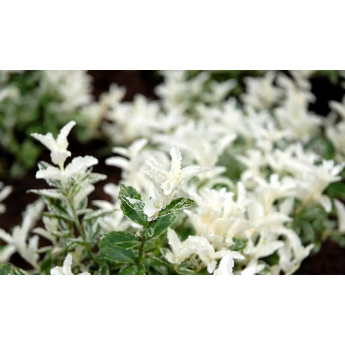 Benved &apos;Harlequin&apos;