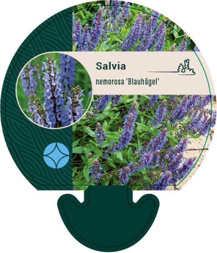 Staude-Salvie 'Blauhügel' - Potte 0,8 Liter